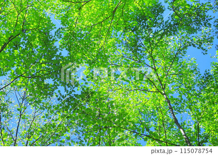 新緑の林 115078754