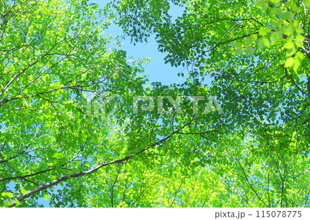 新緑の林 新緑の林 115078775