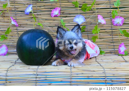 ピンクの浴衣で朝顔の前で西瓜と並ぶチワワ♡ 115078827