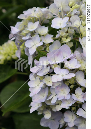薄紫色のアジサイの花　縦撮影 115078997