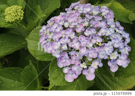 ウズアジサイの花のアップ 横撮影 ウズアジサイの花のアップ 横撮影 115078999