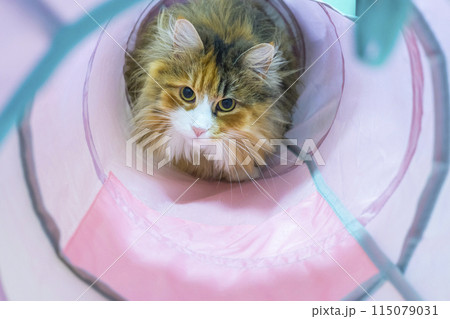 トンネルのおもちゃで遊ぶ猫 トンネルのおもちゃで遊ぶ猫 115079031