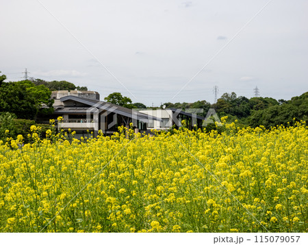 緑肥用に栽培されているカラシナ（千葉県松戸市・21世紀の森と広場） 115079057