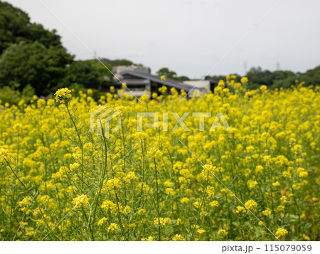 緑肥用に栽培されているカラシナ（千葉県松戸市・21世紀の森と広場） 115079059