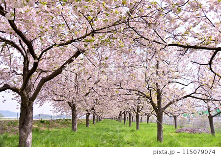 千曲川堤防にある八重桜のトンネル 115079074