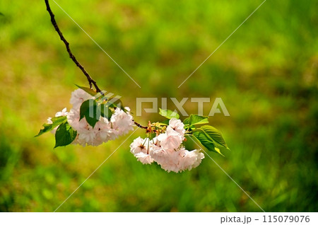 一葉という種類の八重桜の一枝 115079076