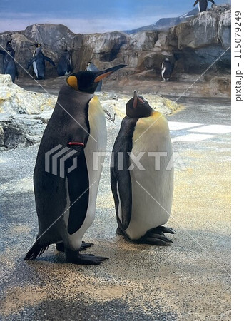 2羽のキングペンギン 2羽のキングペンギン 115079249
