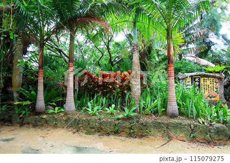 亜熱帯植物に囲まれた由布島めぐり 115079275