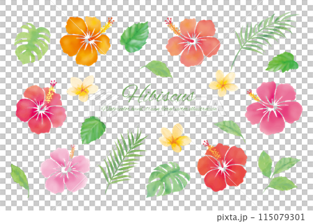 Watercolor touch hibiscus cartoon 115079301