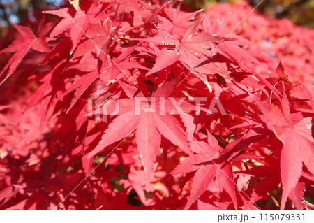 真っ赤な紅葉 115079331