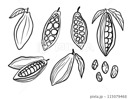 Cocoa beans hand drawn set. Black vector line illustration collection isolated on white background. Cocoa beans hand drawn set. Black vector line illustration collection isolated on white background. 115079468