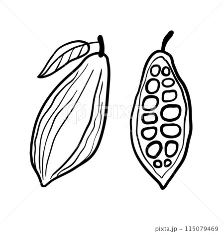 Cacao whole fruit and a half. Black vector line hand drawn illustration isolated on white background. 115079469