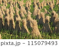 稲刈りを終えた稲 115079493