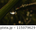 露 115079629