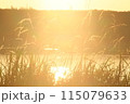 夕日に染まるススキ 115079633