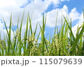 青空と若い稲穂 115079639