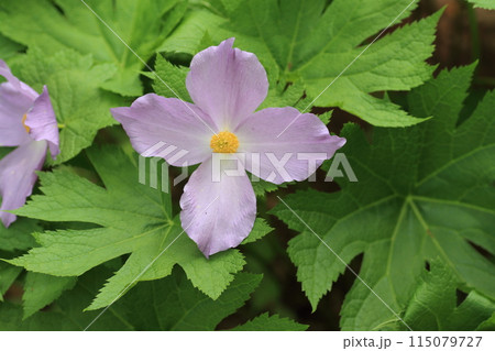 深山の林下に咲く青紫の大きな花、シラネアオイ 深山の林下に咲く青紫の大きな花、シラネアオイ 115079727