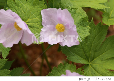 深山の林下に咲く青紫の大きな花、シラネアオイ 115079728