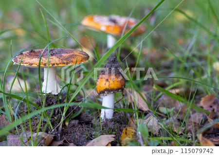 A bunch of mushrooms is growing in the grass near a natural landscape A bunch of mushrooms is growing in the grass near a natural landscape 115079742
