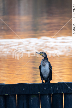 A bird sitting on a fence, looking at a peaceful lake as the sun sets A bird sitting on a fence, looking at a peaceful lake as the sun sets 115079743