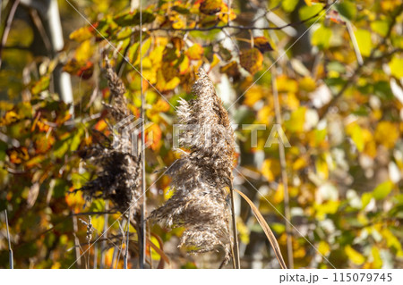 A close up of a plant hanging from a tree with leaves A close up of a plant hanging from a tree with leaves 115079745