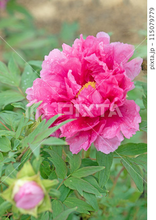 家の周りの草花　四季の色々　近くの牡丹園の木々がピンクや赤い花で彩られています 115079779