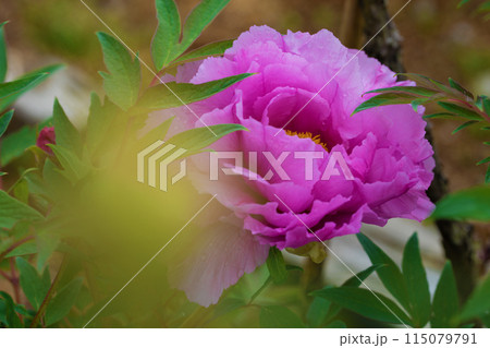 家の周りの草花　四季の色々　近くの牡丹園の木々がピンクや赤い花で彩られています 115079791