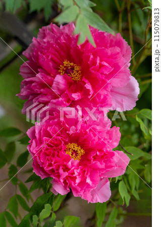 家の周りの草花　四季の色々　近くの牡丹園の木々がピンクや赤い花で彩られています 115079813