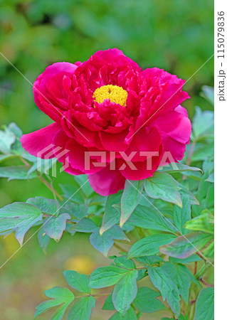 家の周りの草花 四季の色々 近くの牡丹園の木々がピンクや赤い花で彩られています 家の周りの草花 四季の色々 近くの牡丹園の木々がピンクや赤い花で彩られています 115079836