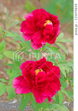 家の周りの草花　四季の色々　近くの牡丹園の木々がピンクや赤い花で彩られています 115079839