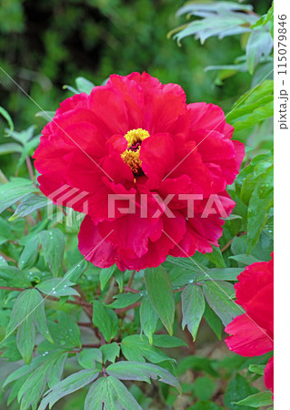 家の周りの草花 四季の色々 近くの牡丹園の木々がピンクや赤い花で彩られています 家の周りの草花 四季の色々 近くの牡丹園の木々がピンクや赤い花で彩られています 115079846