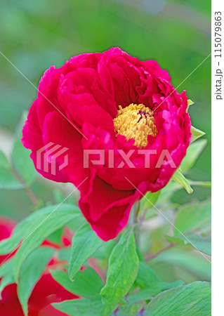 家の周りの草花 四季の色々 近くの牡丹園の木々がピンクや赤い花で彩られています 家の周りの草花 四季の色々 近くの牡丹園の木々がピンクや赤い花で彩られています 115079863