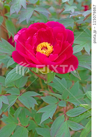 家の周りの草花 四季の色々 近くの牡丹園の木々がピンクや赤い花で彩られています 家の周りの草花 四季の色々 近くの牡丹園の木々がピンクや赤い花で彩られています 115079867