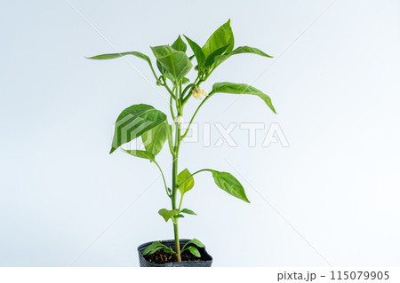 ピーマンの苗 115079905