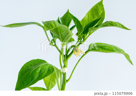 ピーマンの苗 ピーマンの苗 115079906