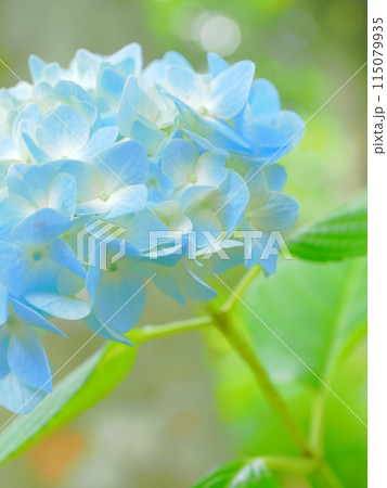 青い紫陽花 青い紫陽花 115079935