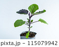 茄子の苗 115079942