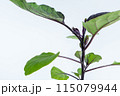 茄子の苗 115079944