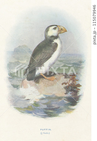 ヨーロッパ 鳥類図鑑 ニシツノメドリ ヨーロッパ 鳥類図鑑 ニシツノメドリ 115079946