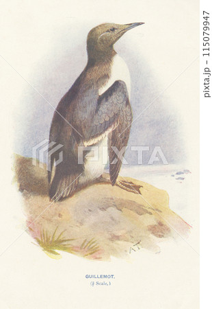 ヨーロッパ　鳥類図鑑　ウミガラス 115079947