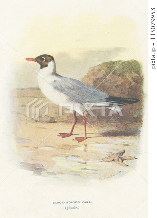 ヨーロッパ　鳥類図鑑　ユリカモメ 115079953