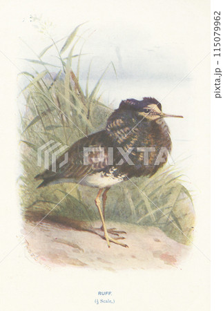 ヨーロッパ 鳥類図鑑 エリマキシギ ヨーロッパ 鳥類図鑑 エリマキシギ 115079962