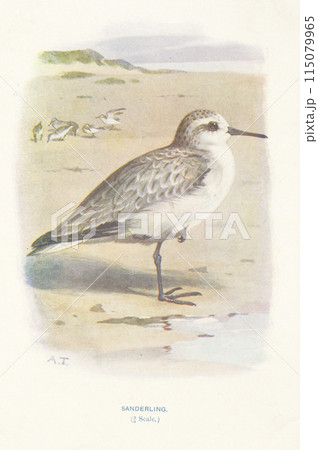 ヨーロッパ　鳥類図鑑　ミユビシギ 115079965