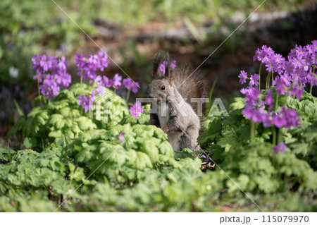 桜草とエゾリス 115079970