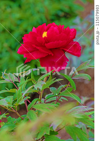 家の周りの草花　四季の色々　近くの牡丹園の木々がピンクや赤い花で彩られています 115079983