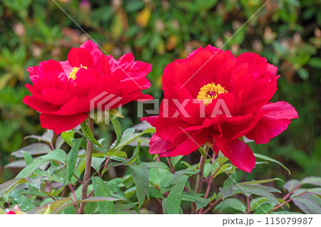 家の周りの草花　四季の色々　近くの牡丹園の木々がピンクや赤い花で彩られています 115079987