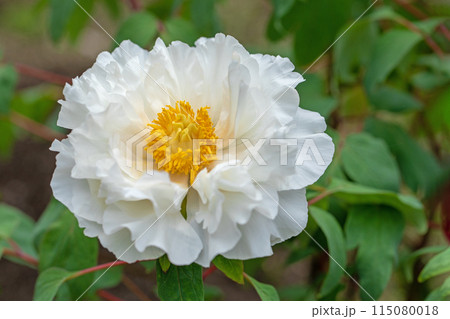家の周りの草花　四季の色々　牡丹園の木々が淡い春の光りを浴びて白く輝いています 115080018