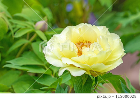 家の周りの草花 四季の色々 牡丹園の木々が淡い春の光りを浴びて黄色い花が輝いています 家の周りの草花 四季の色々 牡丹園の木々が淡い春の光りを浴びて黄色い花が輝いています 115080029