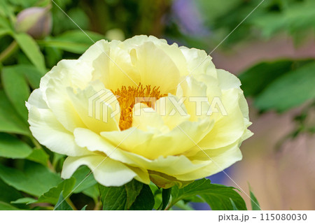 家の周りの草花　四季の色々　牡丹園の木々が淡い春の光りを浴びて黄色い花が輝いています 115080030