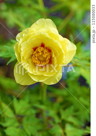 家の周りの草花 四季の色々 牡丹園の木々が淡い春の光りを浴びて黄色い花が輝いています 家の周りの草花 四季の色々 牡丹園の木々が淡い春の光りを浴びて黄色い花が輝いています 115080033